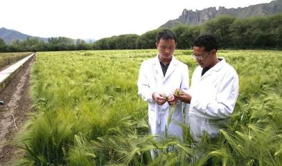 當你遠去,&ldquo;青稞夢&rdquo;的種子在發芽.