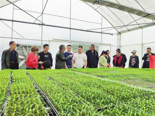 農(nóng)業(yè)專家進苗鄉(xiāng)指導(dǎo)生產(chǎn)促發(fā)展