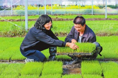 河南小麥高質(zhì)量發(fā)展節(jié)奏加快 關(guān)鍵&ldquo;五招&rdquo;中原糧滿倉