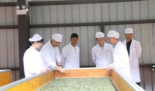 科技賦能茶香——中國農業科學院茶葉研究所專家團調研指導昌寧茶產業發展