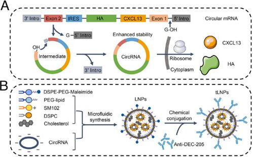 華中農(nóng)業(yè)大學(xué)趙凌教授團(tuán)隊(duì)環(huán)狀RNA疫苗研究取得新進(jìn)展