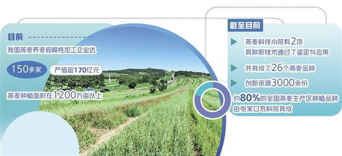 燕麥產(chǎn)業(yè)化發(fā)展邁上新臺(tái)階 農(nóng)業(yè)科學(xué)研究和試驗(yàn)發(fā)展的關(guān)鍵作用